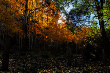 sunset in the autumn forest