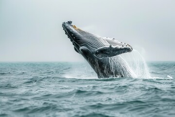 Fototapeta premium Humpback Whale Breaching in the Ocean.