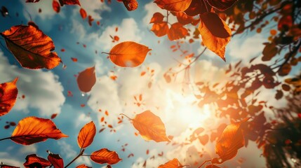 Autumn tree leaves silhouetted against the sky
