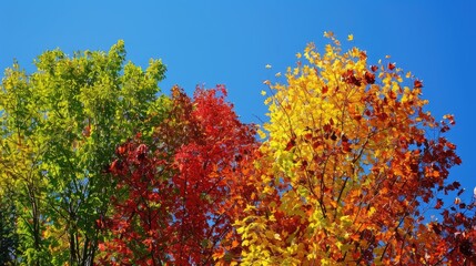 Naklejka premium Autumn trees with blue sky and colorful foliage