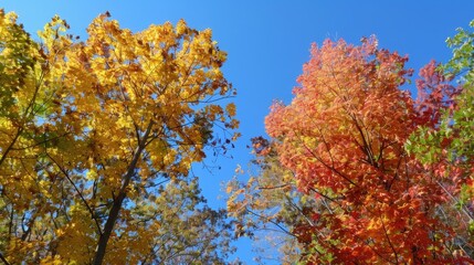 Autumn trees with blue sky and colorful foliage