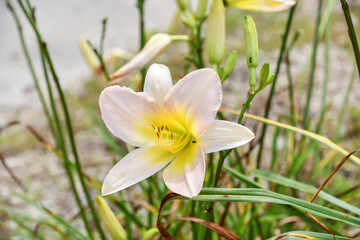 Fototapeta premium ヘメロカリス「キャサリン・ウッドベリー」