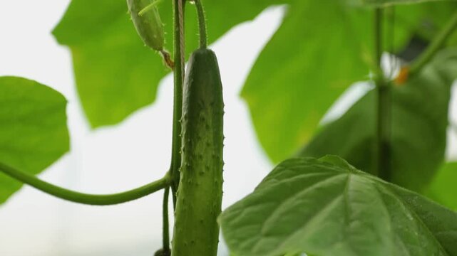 오이2(식물+야채+채소+길쭉한+신선한+농장+밭+재배)