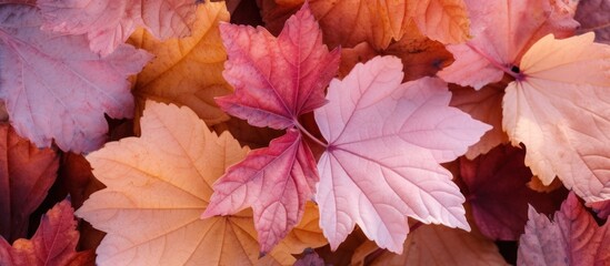 Obraz premium Autumn Leaf Texture: A Symphony of Colors