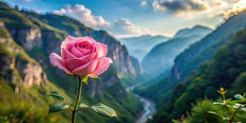 Pink rose blooming amidst the serene mountains, rose, pink, flower, bloom, mountain, nature, beauty, landscape, tranquil, scenery