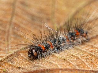 Vapourer moth (Orgyia antiqua) early instar caterpillar.
(family Erebidae, subfamily Lymantriinae)