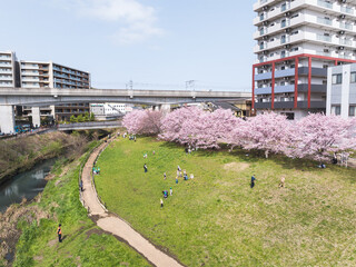 河川敷の桜並木