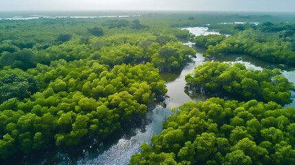 Aerial view of mangrove forest in Gambia