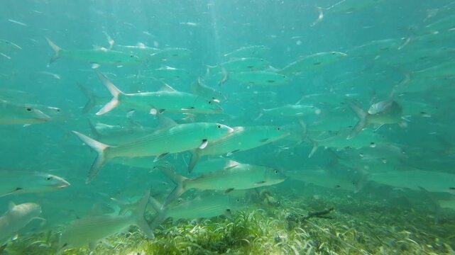 School of bonefish swimming underwater in clear blue ocean