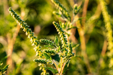 Ragweed's Autumn Bloom