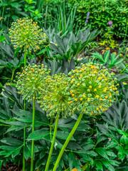 beautiful ornamental Alpine leek