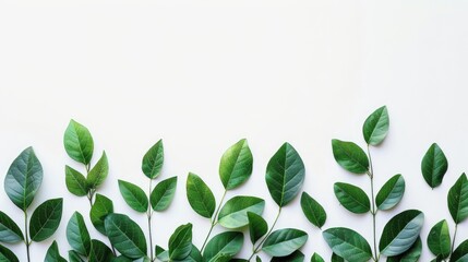 Obraz premium Isolated green leaves on white background with copy space