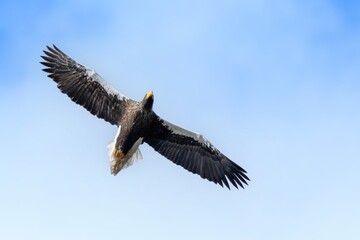 Obraz premium 青空バックに頭上を悠然と飛ぶオオワシ