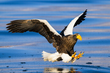 獲物に襲い掛かるオオワシ
