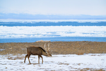 エゾシカと流氷と国後島
