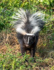 Baby striped skunk in the grass