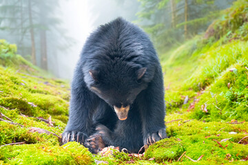South American spectacled bear sitting with head down in idyllic natural environment
