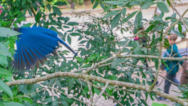 bird, nature, blue, flower, animal, green, spring, plant, wild, wildlife, branch, summer, tree, purple, beauty, bloom, jay, color, pigeon, flora, butterfly, insect, beautiful, macro