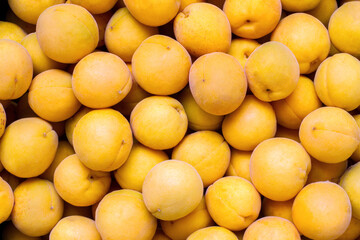 A lot of ripe natural apricots. Yellow apricots from the garden.