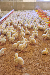 Many small chickens are grouped together on a chicken farm during the day