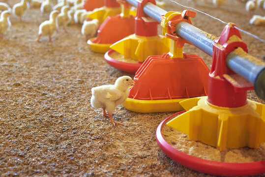 lonely little chicken stands looking for food in a food industry farm - Powered by Adobe