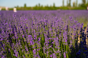 Obraz premium field of lavender