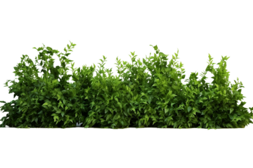 Serene Green Landscape of Bushes On PNG Background