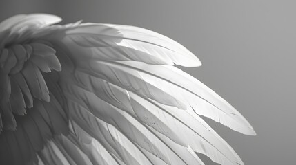 Fototapeta premium bird, vector, silhouette, flying, wing, eagle, animal, illustration, wings, black, tattoo, feather, fly, dove, angel, nature, flight, symbol, sky, birds, design, crow, hawk, wildlife, art
