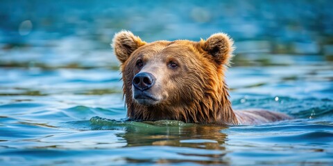 Bear swimming in the sea, wildlife, marine, mammal, water, ocean, aquatic, peaceful, nature, wilderness, swimming, blue, fur