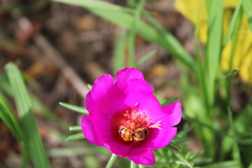 Bee on a flower