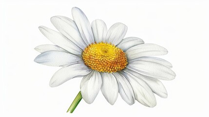 A daisy illustrated with cheerful watercolor colors isolate on white background