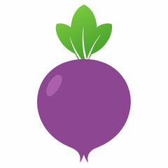 Turnip vector illustration  on white  background 