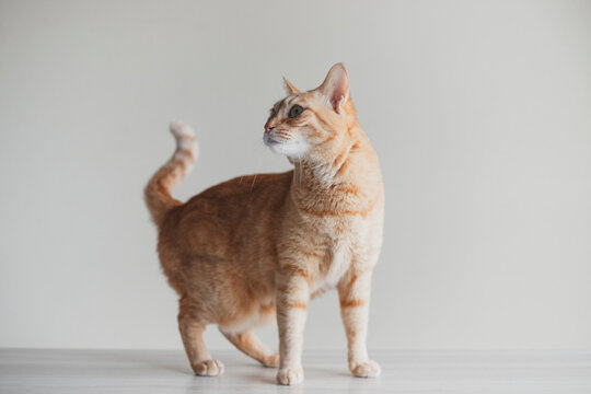 尻尾を立てながら横を見る猫