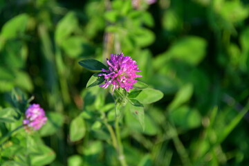 Purple Clover