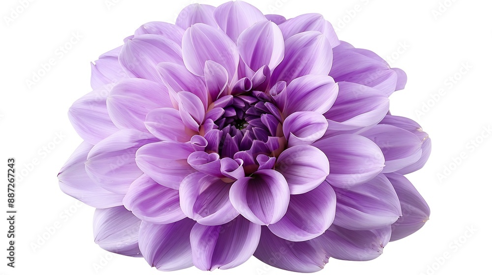 Aufkleber purple dahlia flower on a white isolated background with clipping path for design closeup nature : g