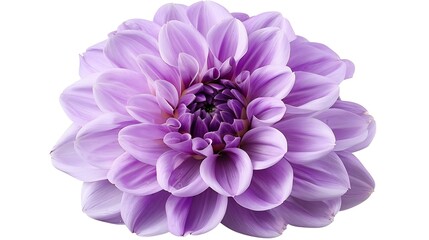 Obraz premium Purple dahlia Flower on a white isolated background with clipping path For design Closeup Nature : Generative AI