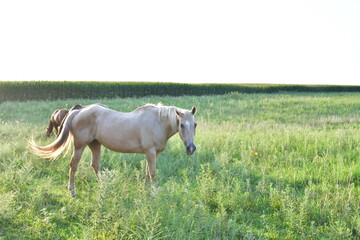 Fototapeta premium White Horse in a Farm Field