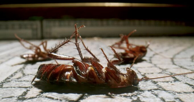 Several Cockroaches dying lying on its back on the bathroom, kitchen floor, roach poison, moving its paws. Cockroaches dying upside down, belly up. Pest control. Cockroach macro, close up.