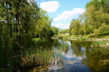 Reflection of trees in the water