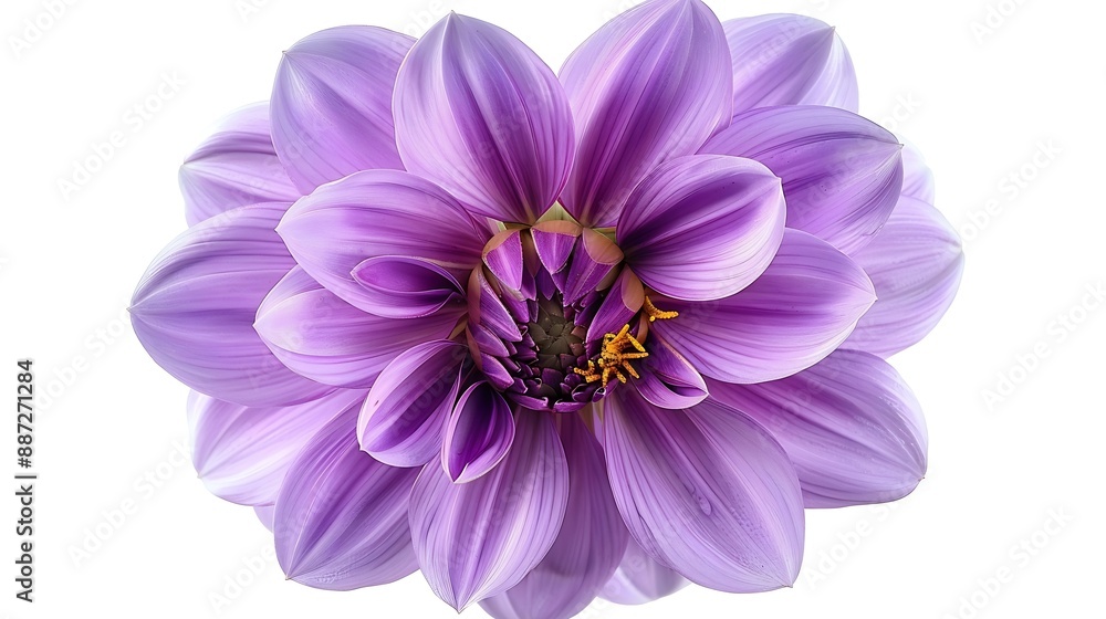 Aufkleber purple dahlia flower on a white isolated background with clipping path for design closeup nature : g