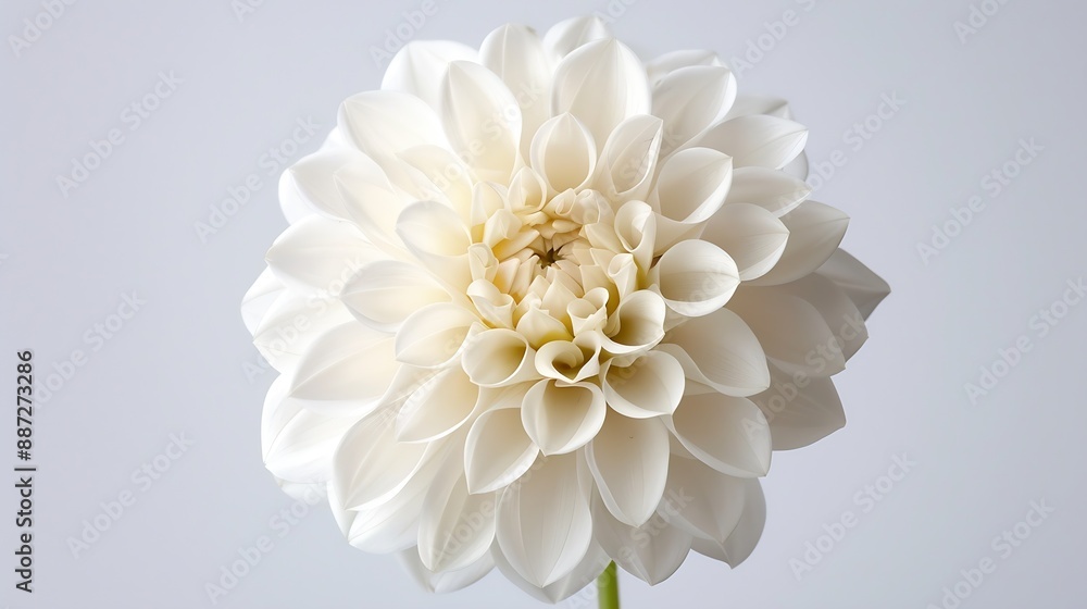 Aufkleber White   dahlia Flower on a white isolated background with clipping path  For design  Closeup  Nature : Generative AI