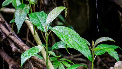 Dendrocnide stimulans (Jelatang gajah, pulus, Laportea stenophylla, Laportea stimulans, Nettle tree). If the hairs on these leaves are touched they can cause itching dan burning