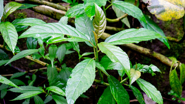 Dendrocnide stimulans (Jelatang gajah, pulus, Laportea stenophylla, Laportea stimulans, Nettle tree). If the hairs on these leaves are touched they can cause itching dan burning