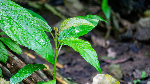 Dendrocnide stimulans (Jelatang gajah, pulus, Laportea stenophylla, Laportea stimulans, Nettle tree). If the hairs on these leaves are touched they can cause itching dan burning