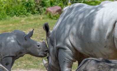 Obraz premium mother and baby rhino