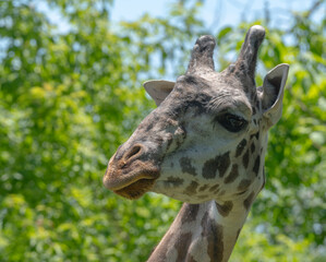 close up of a giraffe