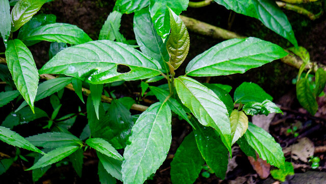 Dendrocnide stimulans (Jelatang gajah, pulus, Laportea stenophylla, Laportea stimulans, Nettle tree). If the hairs on these leaves are touched they can cause itching dan burning