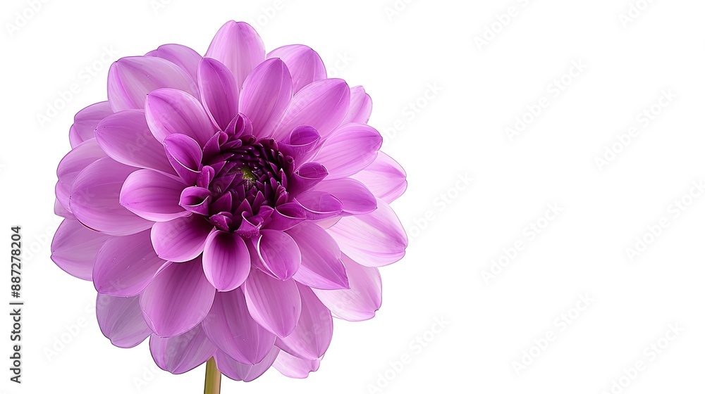 Aufkleber purple dahlia flower on a white isolated background with clipping path for design closeup nature : g