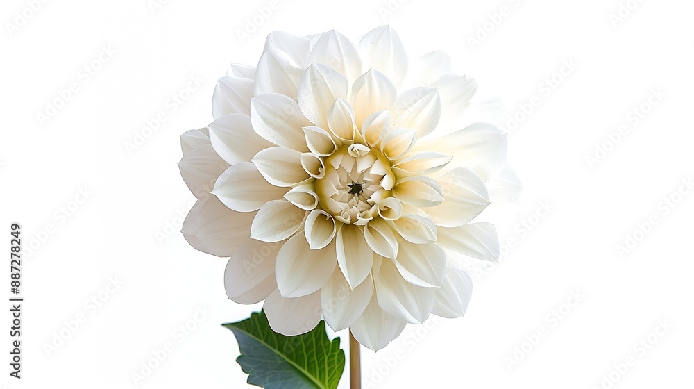 Aufkleber white dahlia flower on a white isolated background with clipping path for design closeup nature : ge