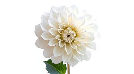 White   dahlia Flower on a white isolated background with clipping path  For design  Closeup  Nature : Generative AI